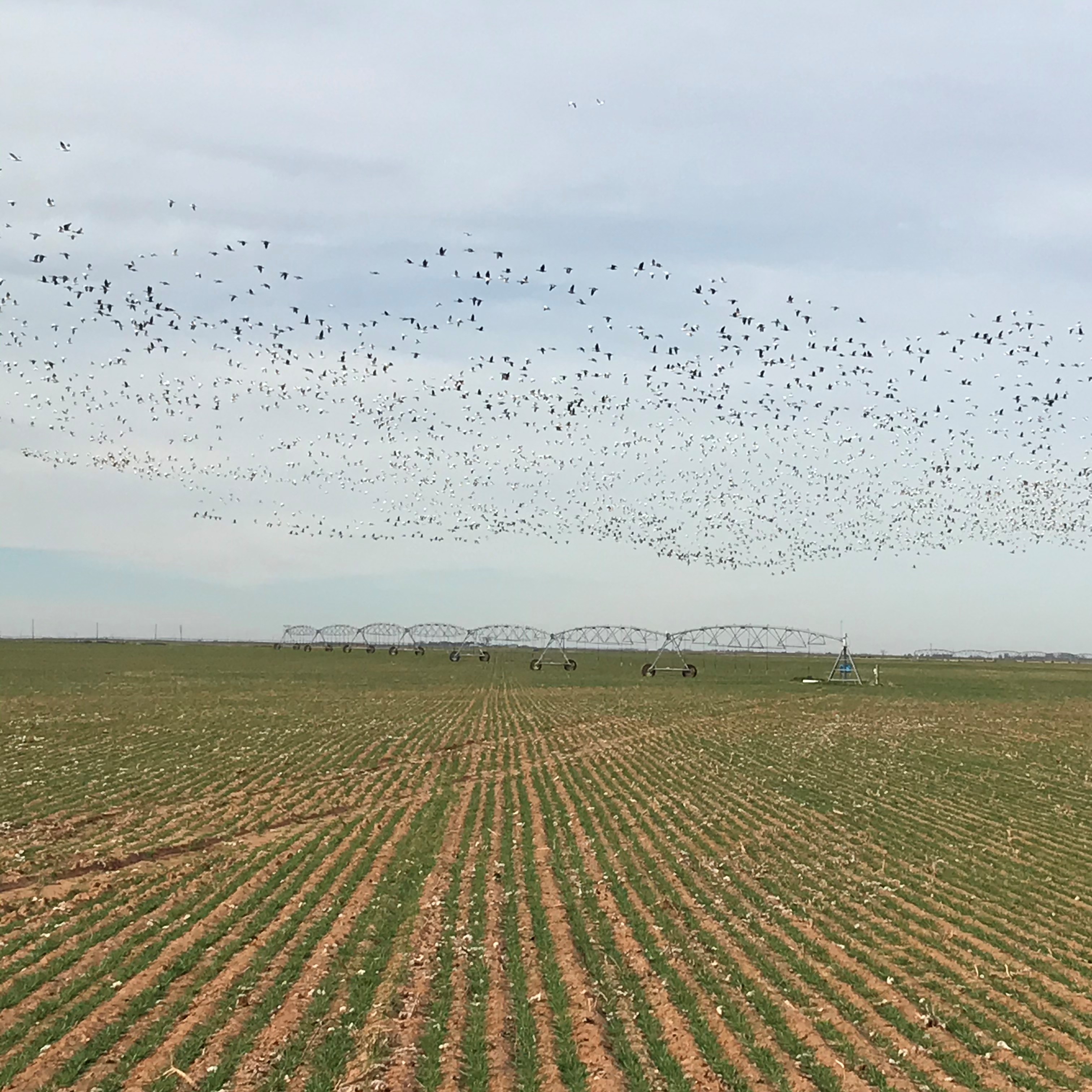 Guerin Farm Lee, Lee & Puckitt Associates, Inc.