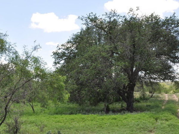 Hemphill Ranch Photo