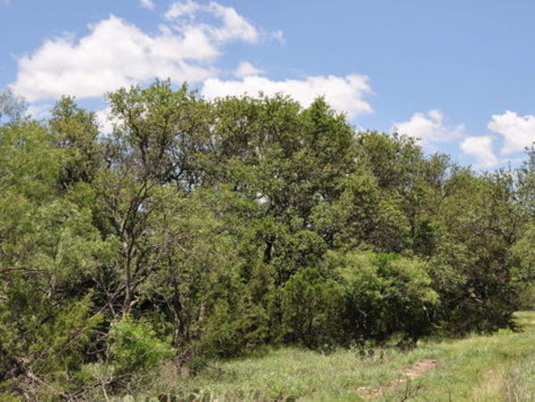 Hemphill Ranch Photo