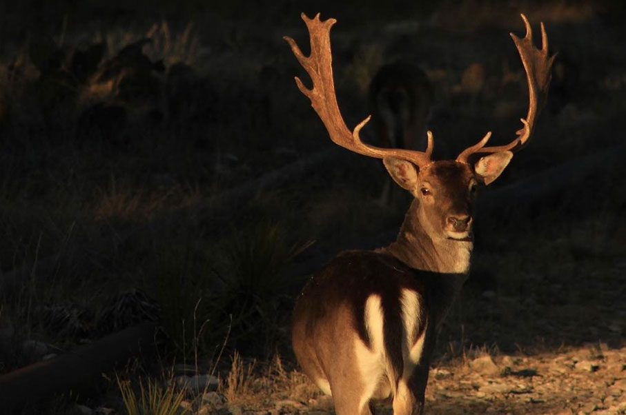 Horn & Antler Ranch Photo