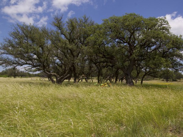 Horseshoe Nail Ranch Photo