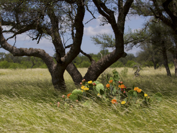 Horseshoe Nail Ranch Photo