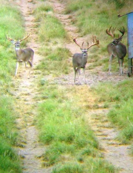 Sims Whitetail Ranch Photo