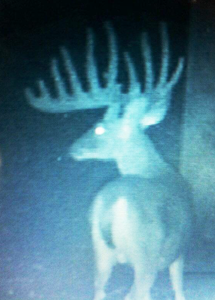 Sims Whitetail Ranch Photo