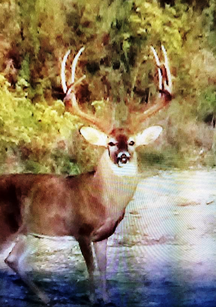 Sims Whitetail Ranch Photo