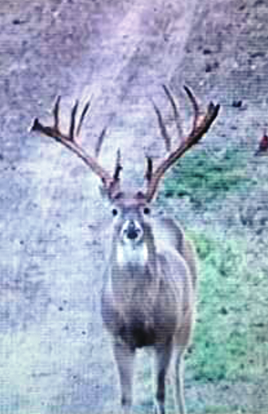 Sims Whitetail Ranch Photo