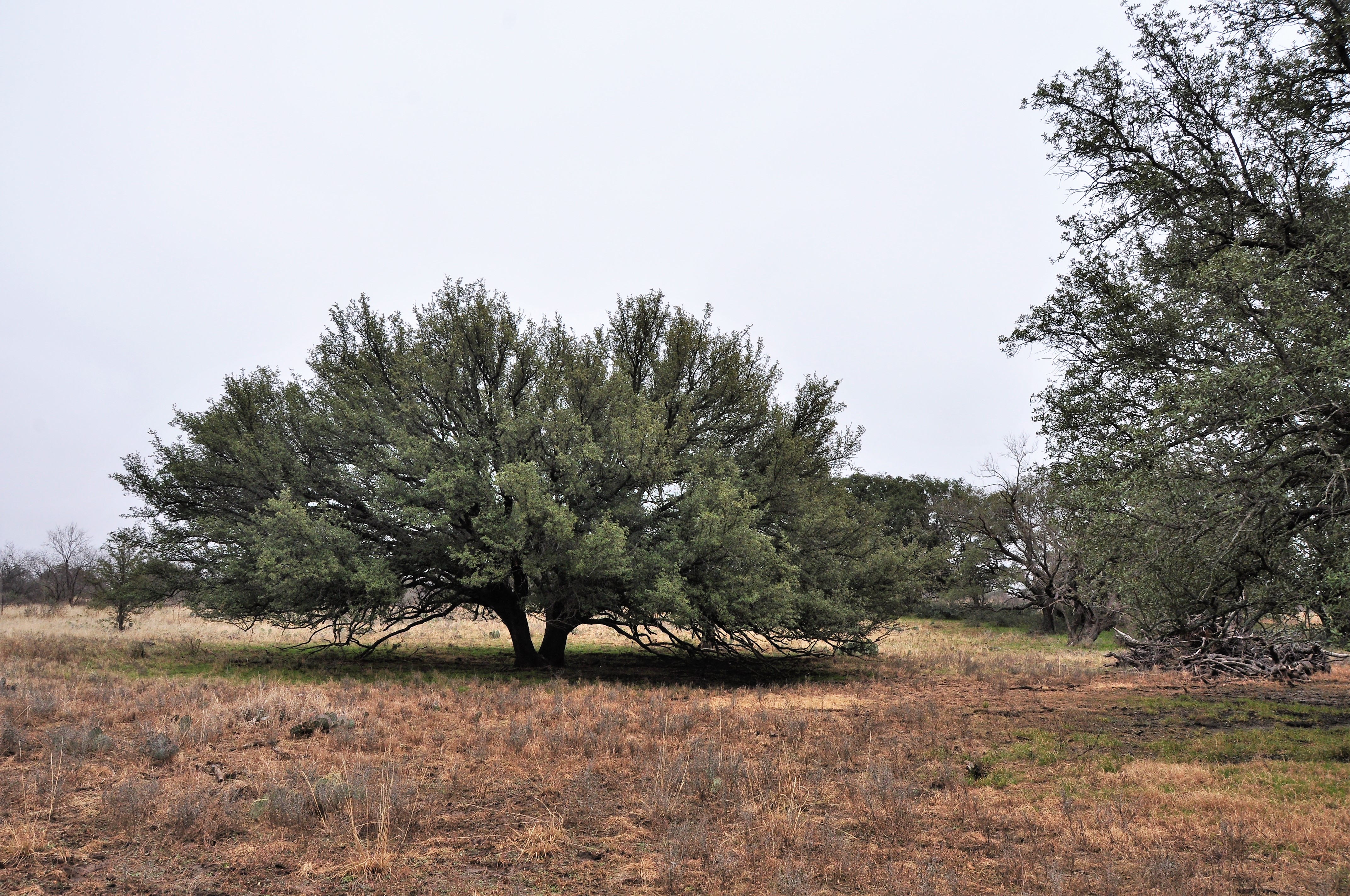 Kickapoo Ranch Photo