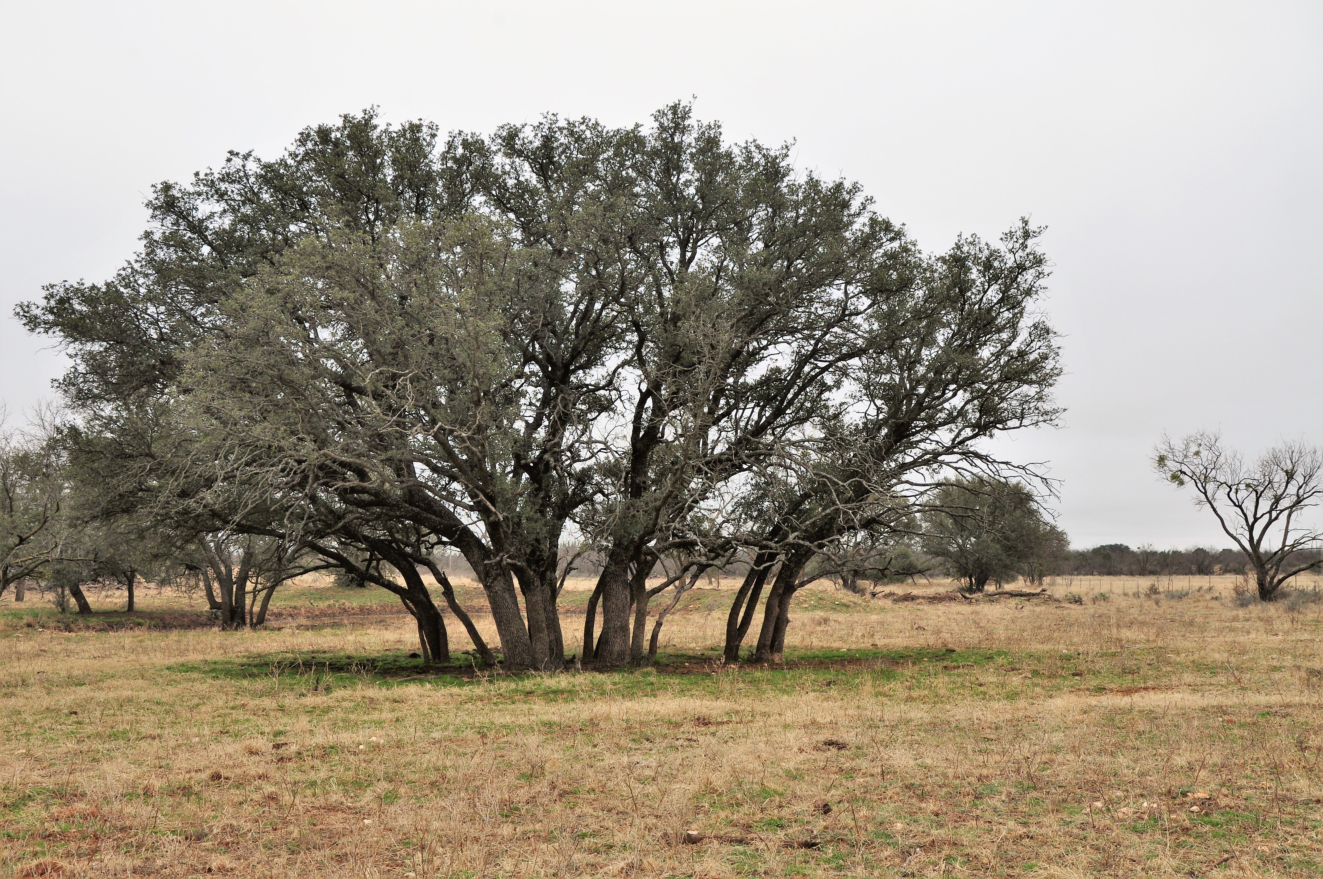 Kickapoo Ranch Photo