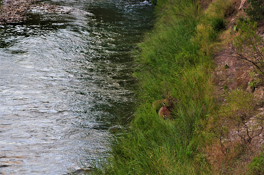 Llano River Ranch Photo