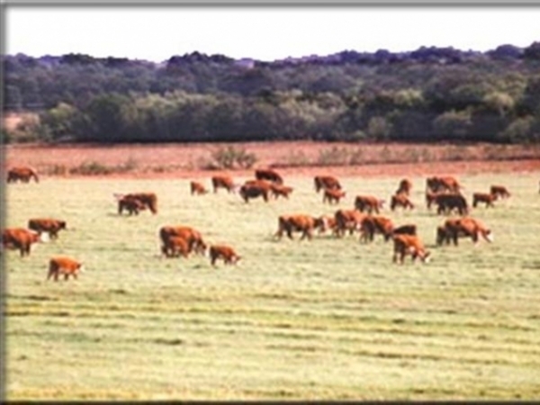 Lone Star Ranch Photo