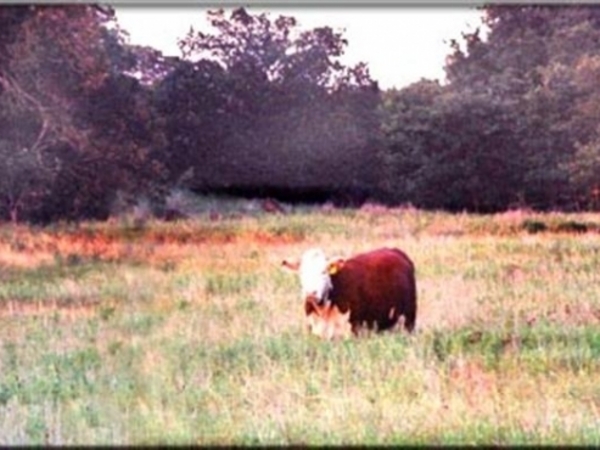 Lone Star Ranch Photo