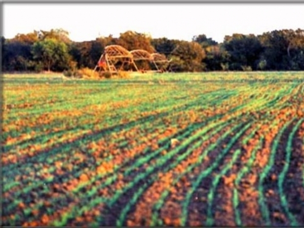 Lone Star Ranch Photo