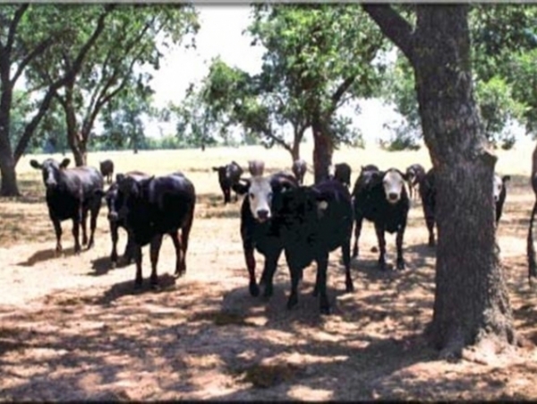 Lone Star Ranch Photo