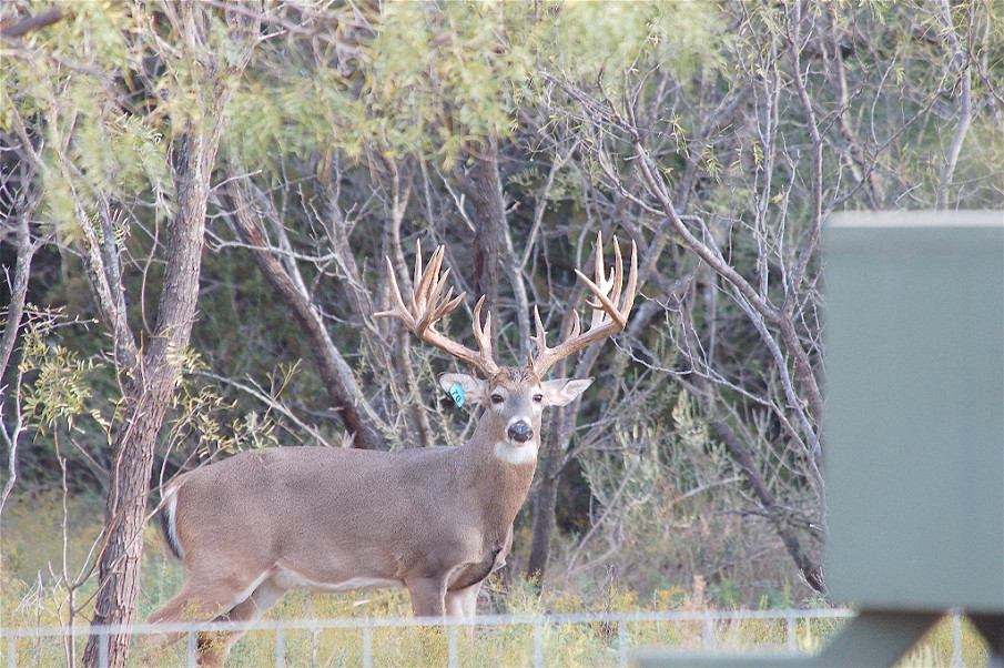 Mathis Mountain Ranch Photo