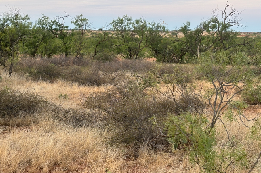 McShan Ranch Photo