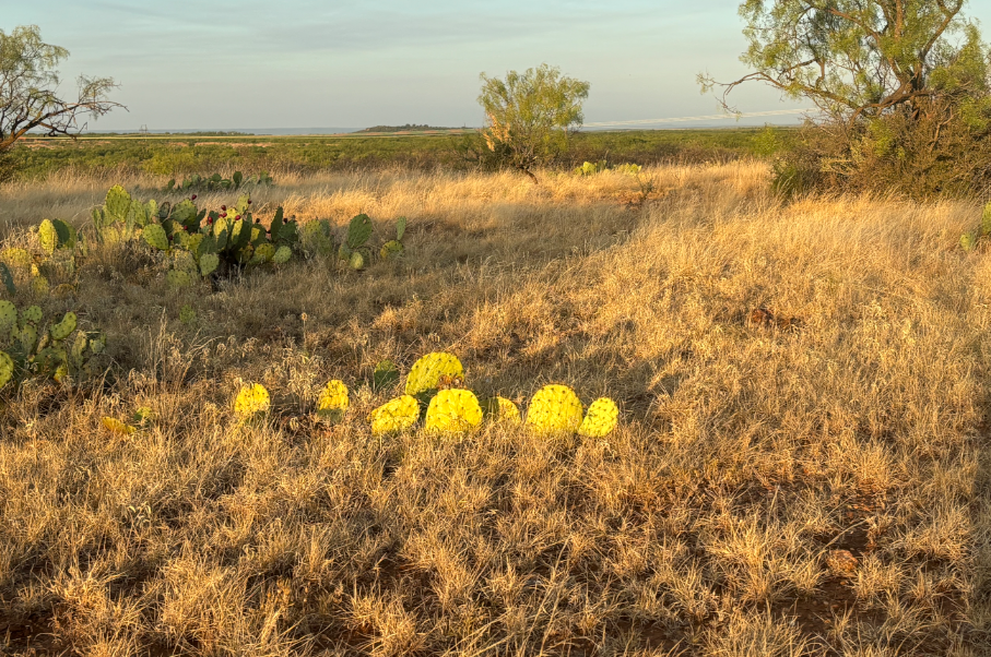 McShan Ranch Photo
