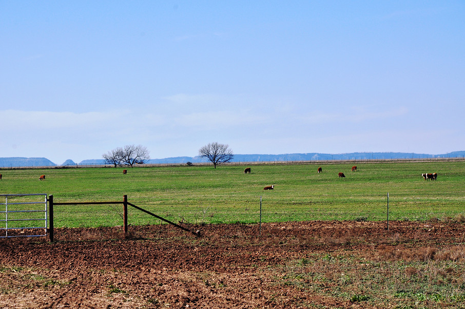 Mustang B Ranch Photo