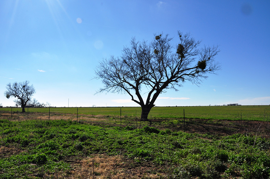 Mustang B Ranch Photo