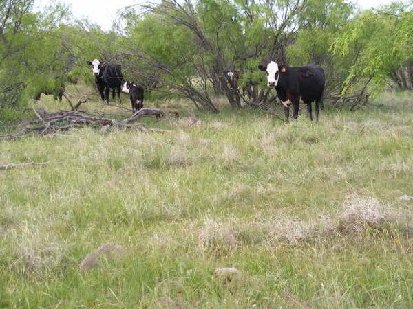 North Sharp Ranch Photo