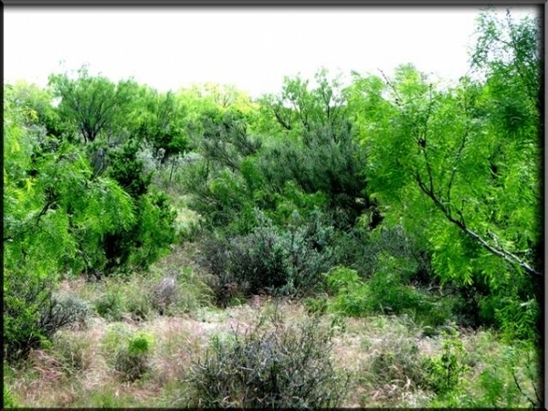 Pinto Creek Ranch Photo