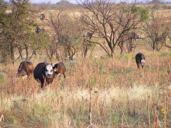 Red Hill Ranch Photo