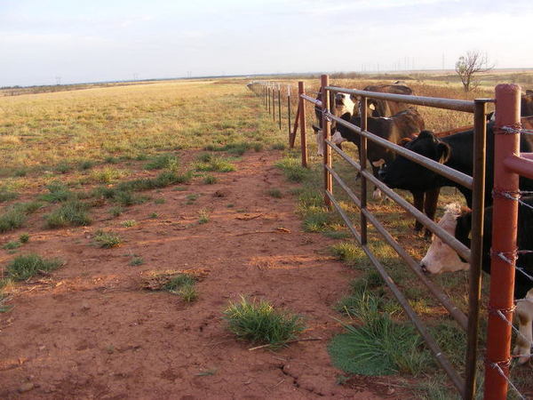 Red Hill Ranch Photo