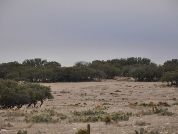 Schwarz Exotic Game Ranch Photo