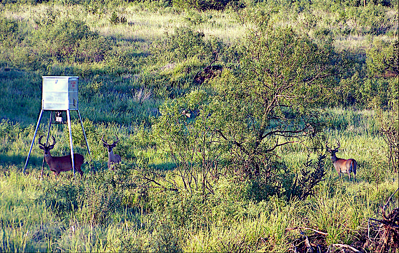 Cooper Mountain Ranch Photo