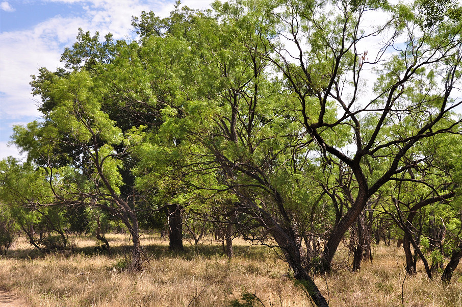 Smith Concho River Ranch Photo