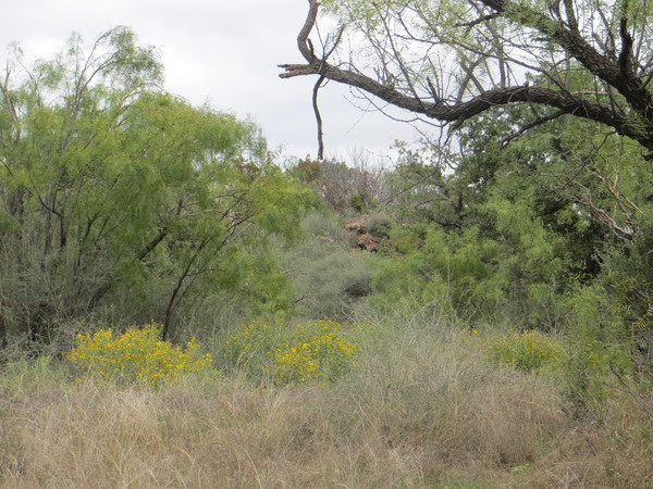 Undercover Whitetail Ranch Photo