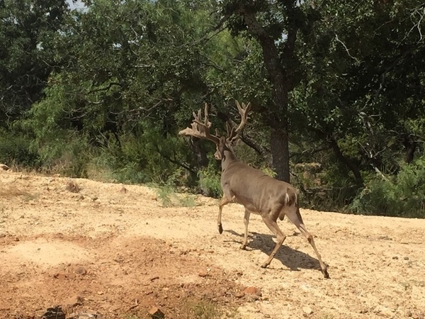 Undercover Whitetail Ranch Photo