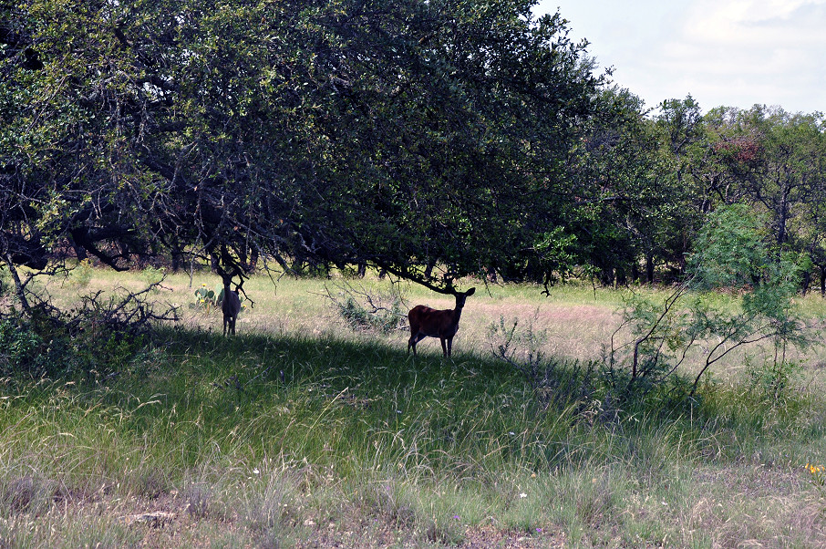 Sutton | Edwards County Ranch Photo