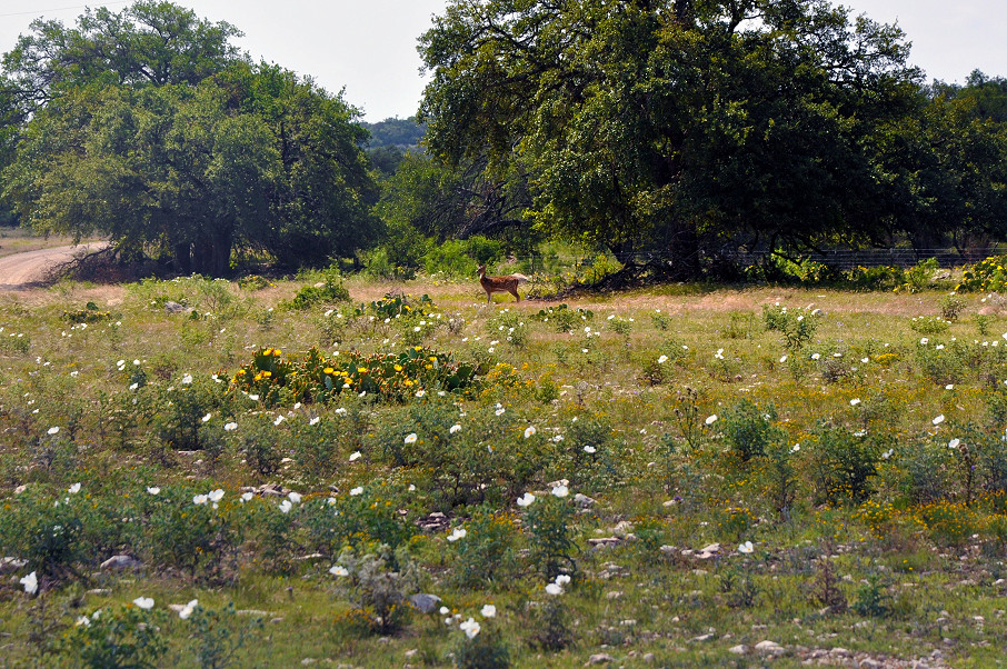 Sutton | Edwards County Ranch Photo