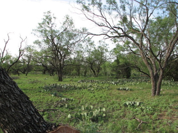 Wingate Stock Farm Photo